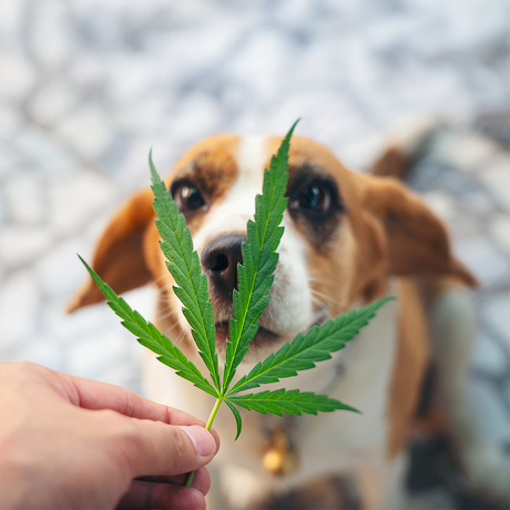 Pet Owners’ Guide to Dosing CBD Safely