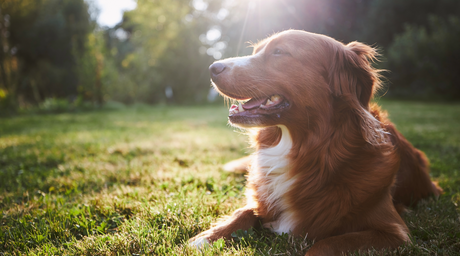 CBD for Pets: What You Need to Know