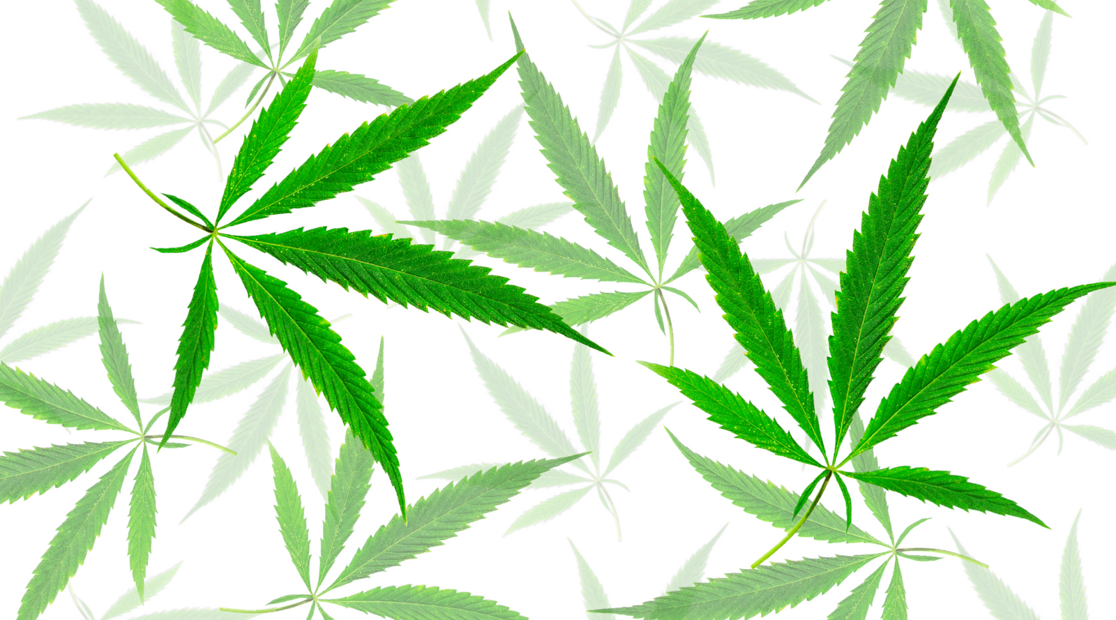 CBD vs. Hemp: What's the Difference?