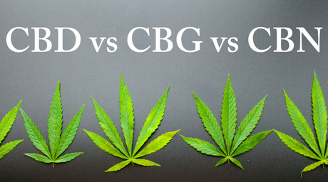 CBD vs CBG vs CBN: Whats The Difference?
