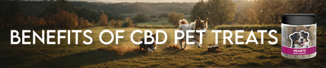 Unleashing the Benefits of CBD Pet Treats