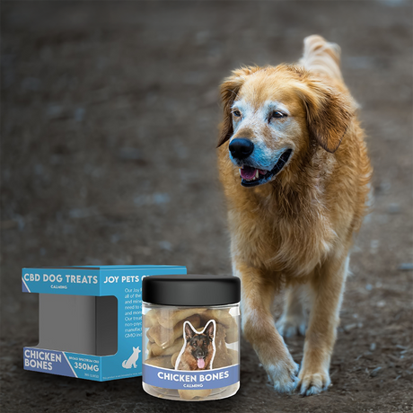CBD for Senior Pets: Mobility, Comfort & Relaxation