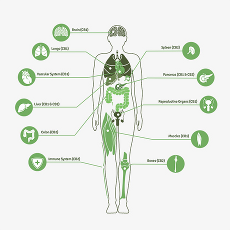 How CBD Works with the Endocannabinoid System