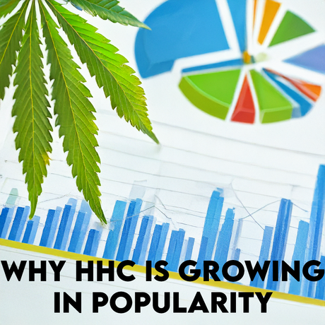 Why HHC Is Growing in Popularity