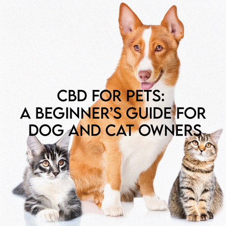 CBD for Pets: A Beginner’s Guide for Dog and Cat Owners