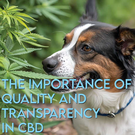 The Importance of Quality and Transparency in CBD