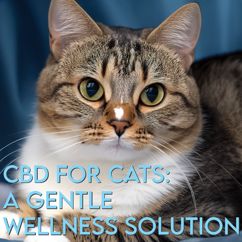 CBD for Cats: A Gentle Wellness Solution