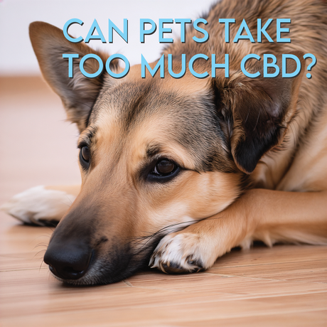 Can Pets Take Too Much CBD?