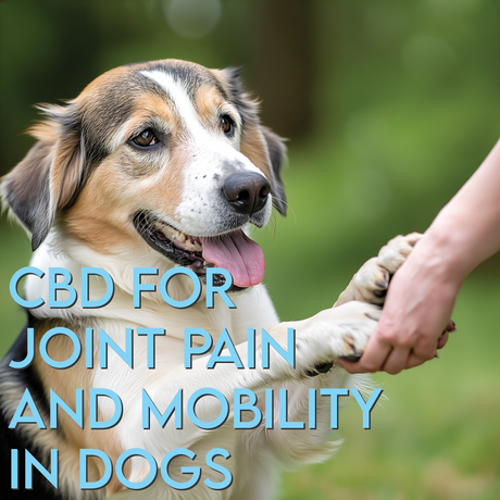 CBD for Joint Pain and Mobility in Dogs