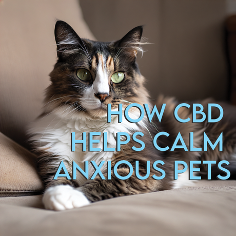How CBD Helps Calm Anxious Pets