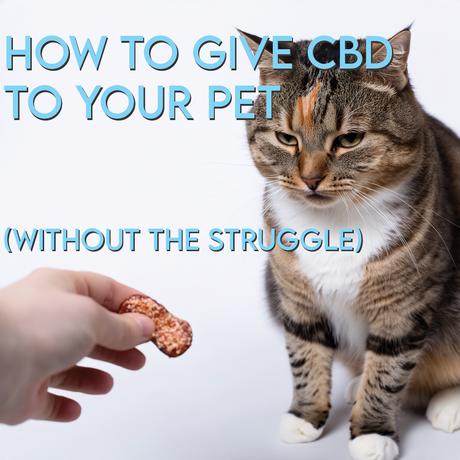 How to Give CBD to Your Pet (Without the Struggle)