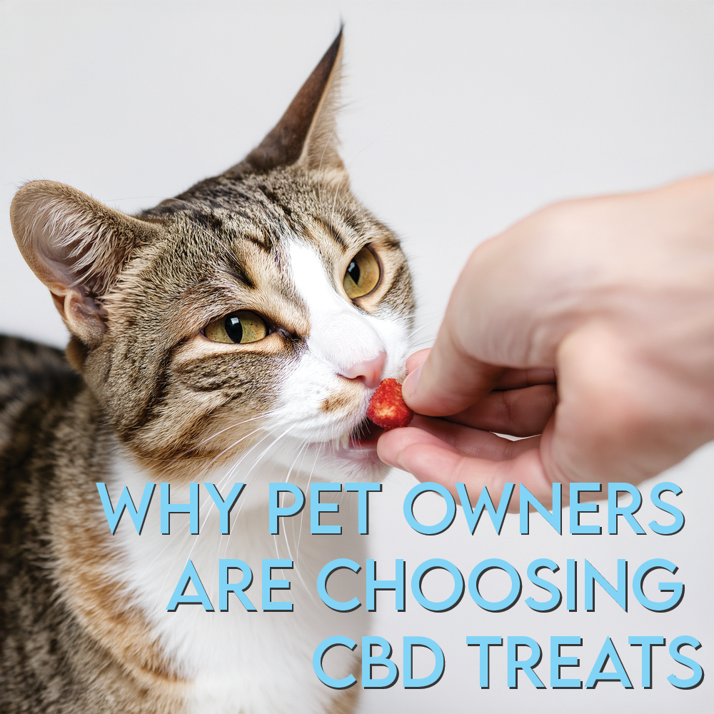 Why Pet Owners Are Choosing CBD Treats