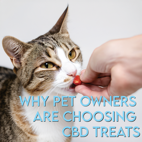 Why Pet Owners Are Choosing CBD Treats