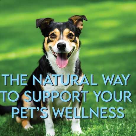 The Natural Way to Support Your Pet’s Wellness