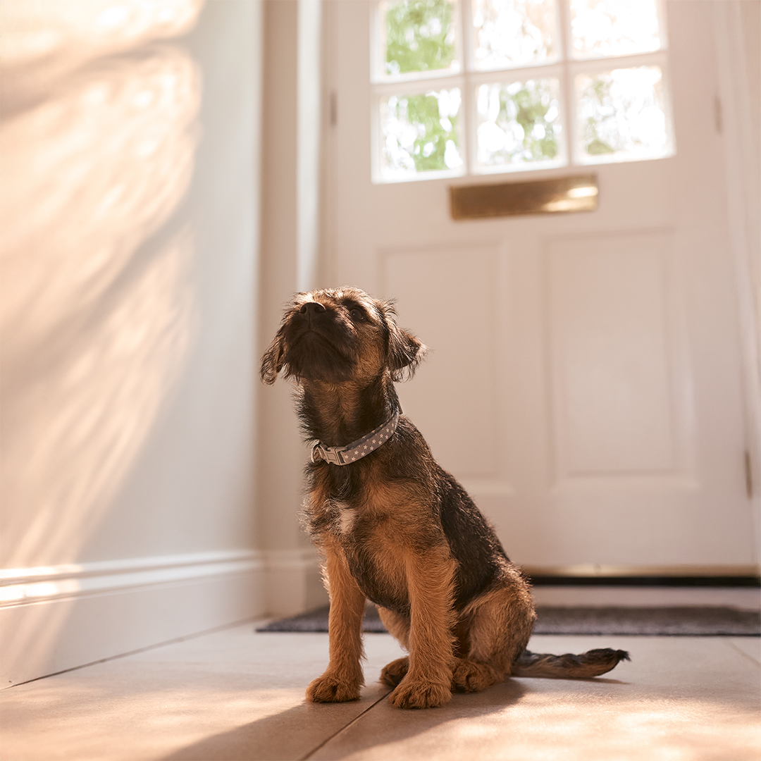 How CBD Can Help Pets with Separation Anxiety