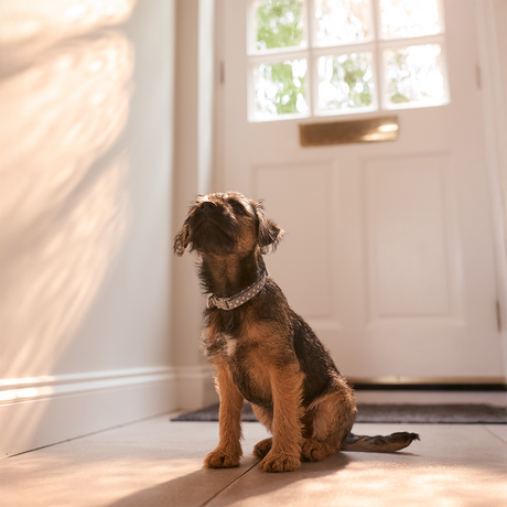 How CBD Can Help Pets with Separation Anxiety
