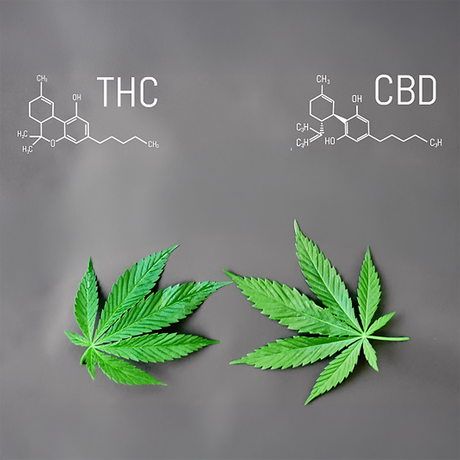 THC vs. CBD: What’s the Difference and Which Is Right for You?
