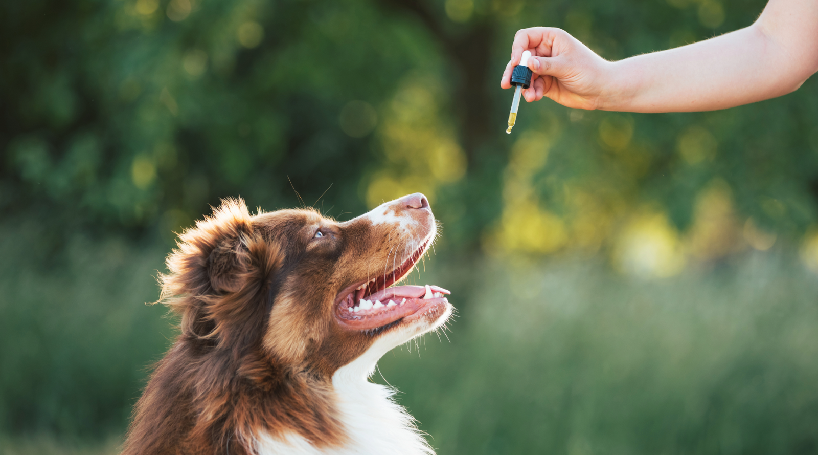 Exploring the Benefits of CBD Oil for Your Pets