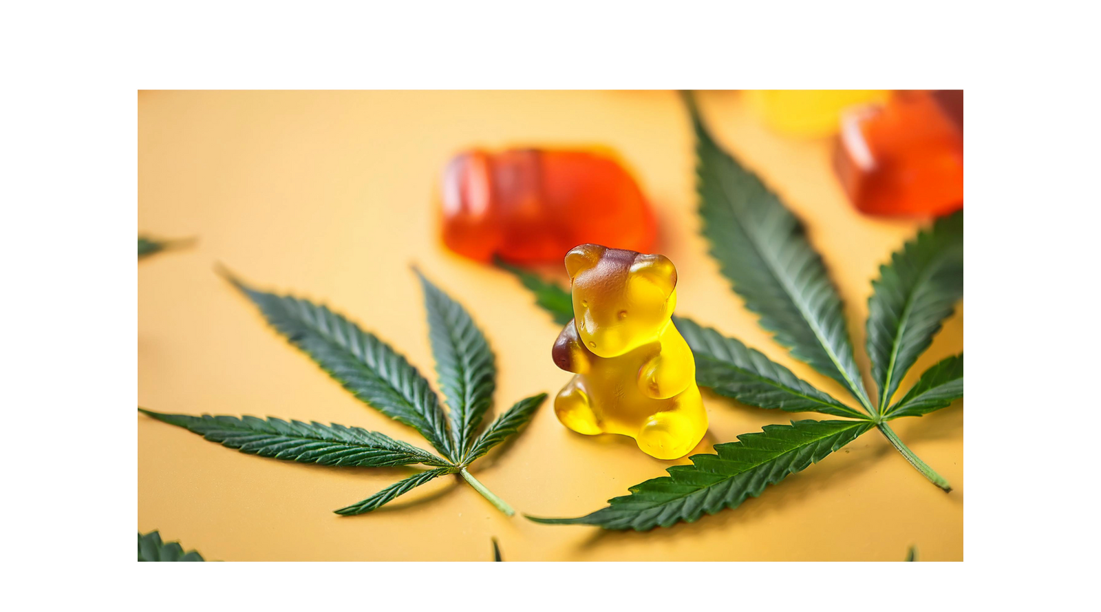 Spotlight: What Makes Our CBD Gummies a Customer Favorite?