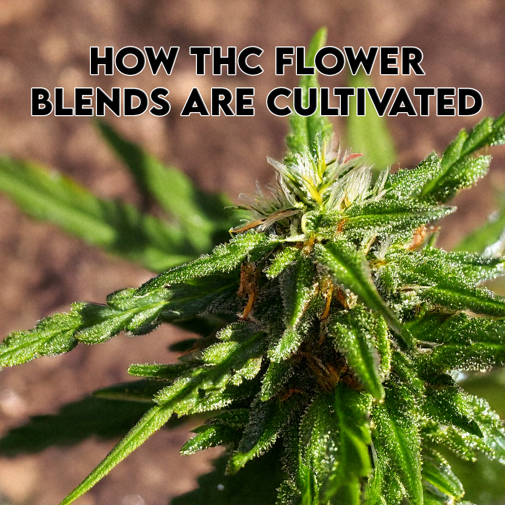 How THC Flower Blends Are Cultivated