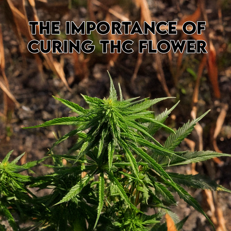 The Importance of Curing THC Flower
