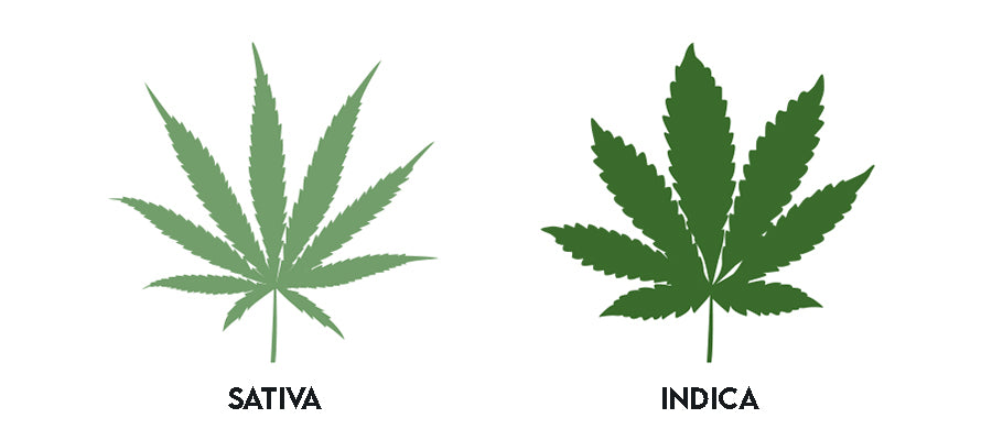Indica, Sativa, and Hybrid Guide: An image demonstrating the different leaf shapes between cannabis sativa and indica.